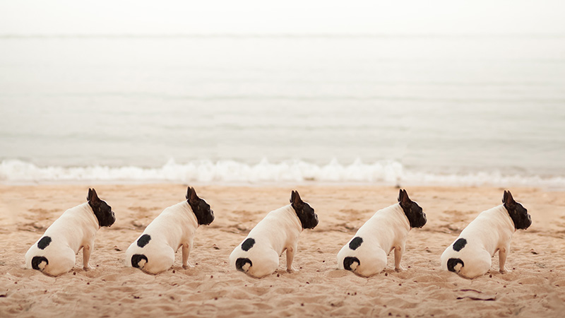 pugs on a beach