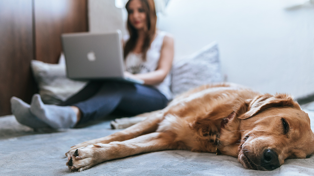 Women launching an eCommerce platform in bed with dog