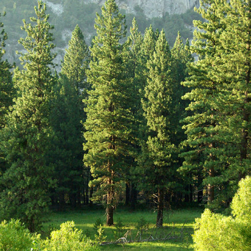 Forest full of green fir trees