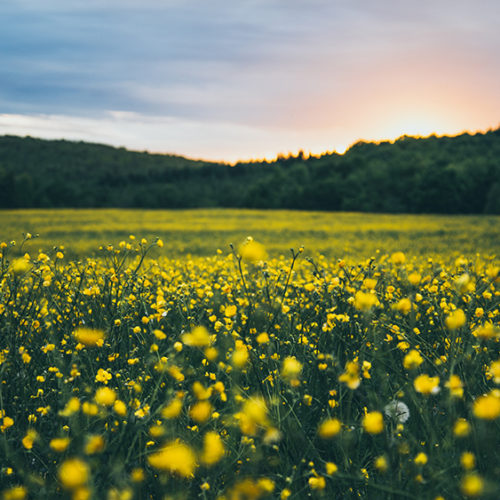 Field of yellow flowers and green grass