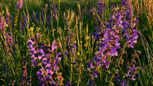 Fields of grass and purple flowers