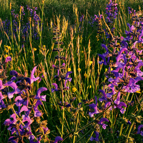 Fields of grass and purple flowers