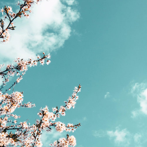Cherry blossom tree and skies