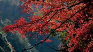 Red leaves & greenery