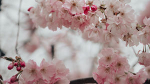 Cherry blossom flowers