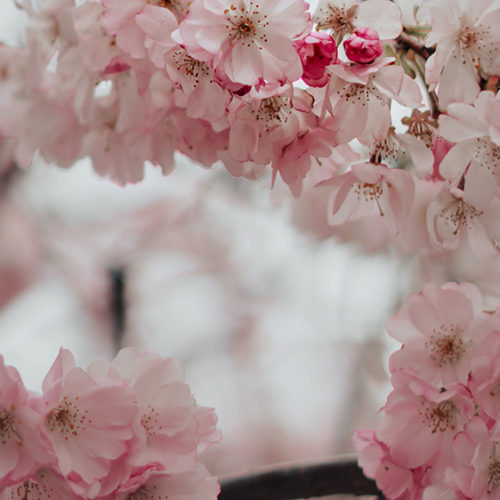 Cherry blossom flowers