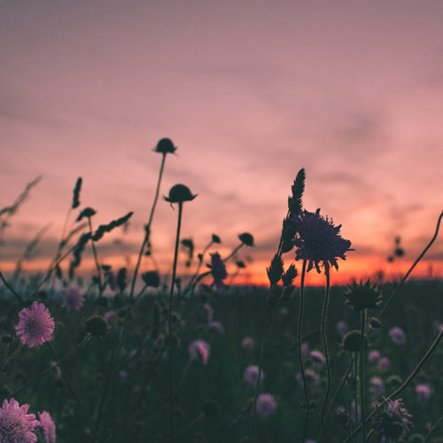Field of flowers and sunset