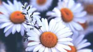 Daisies