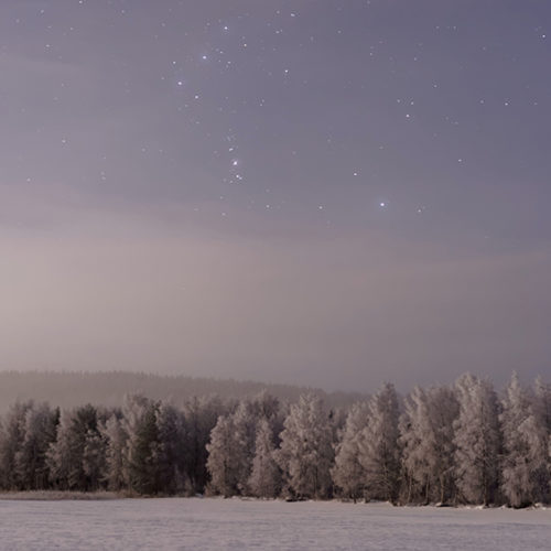 Night, starry sky and evergreen trees