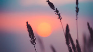 Wild flowers and sunset