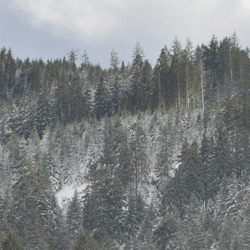 Forest of fir trees in the winter