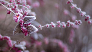 Frosted pink flowers in winter