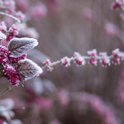 Frosted pink flowers in winter