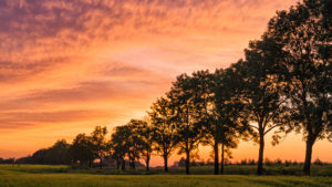 Trees and sun setting in the sky