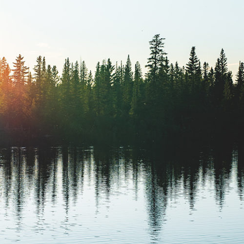 Trees bordering lake