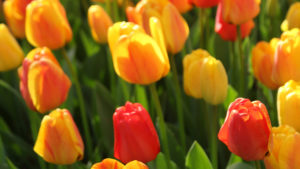 Field of yellow and orange tulips