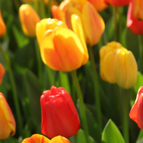 Field of yellow and orange tulips