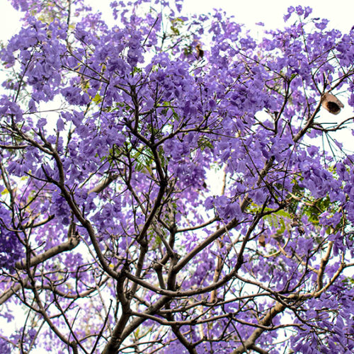 Tree with purple flowers