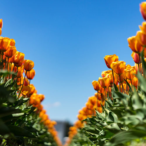 Field of orange/yellow tulips