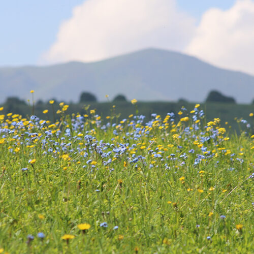 Field of yellow and blue flowers
