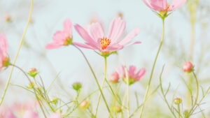 Pink flowers