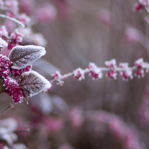 Frozen pink plants