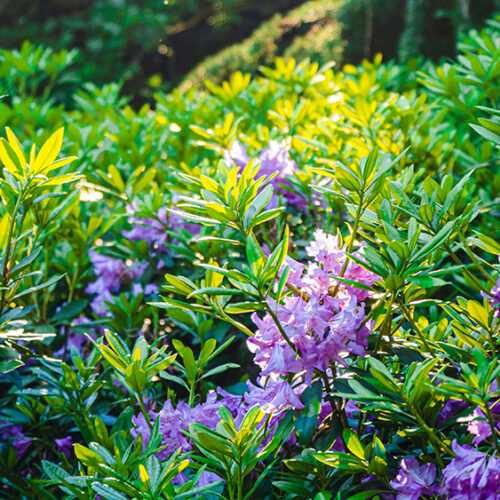 Wild flowers