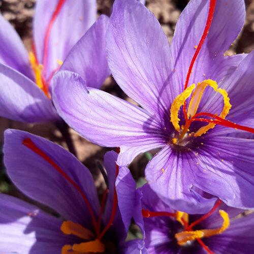 Purple flowers