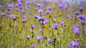 Purple flower field