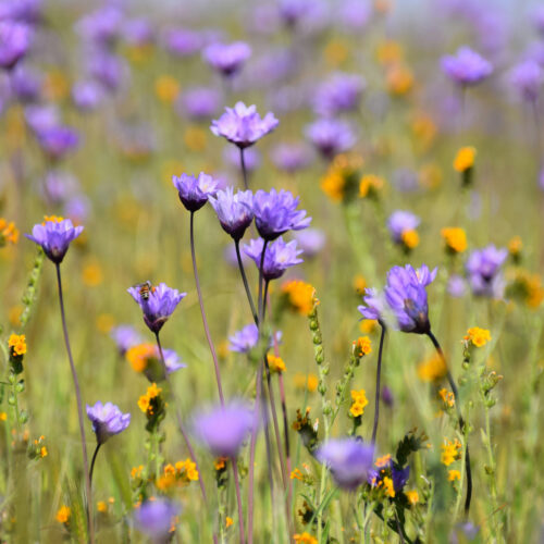 Purple flower field