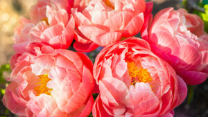 Peony flowers