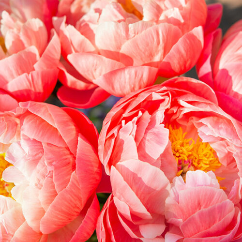 Peony flowers