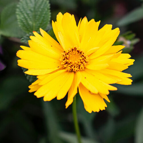 Yellow flower