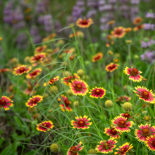 Wild flowers