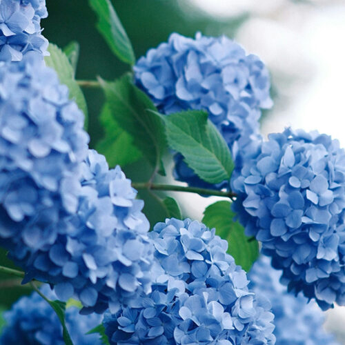 Blue hydrangeas