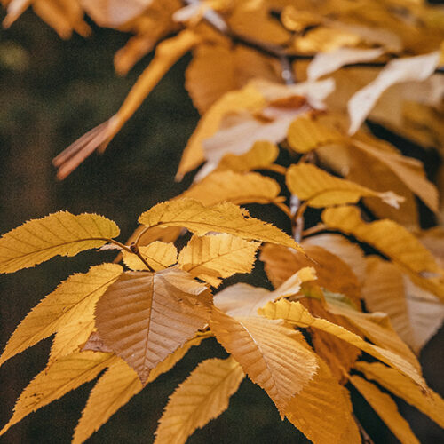 Fall foliage