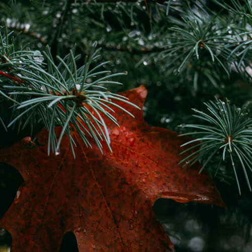 Pines and leaves