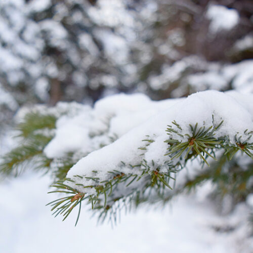 Snow on evergreen tree