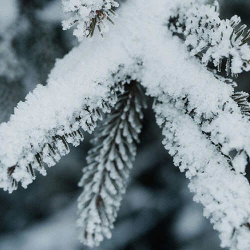 Close up of a tree with snow on it