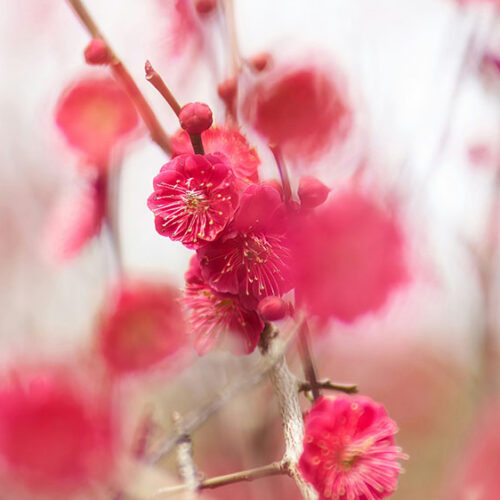 pink wild flowers