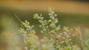 Wild flowers