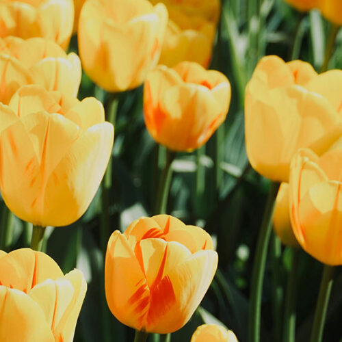 Yellow tulips