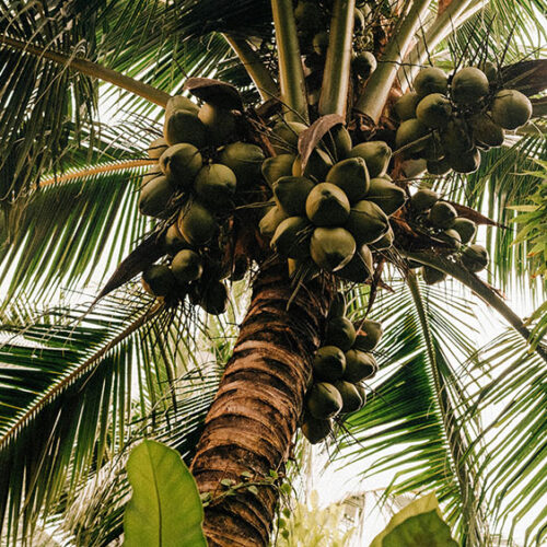 Coconut tree