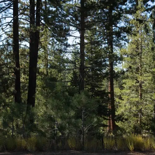 How Did the California Fire Start 2025? Key Causes & Timeline