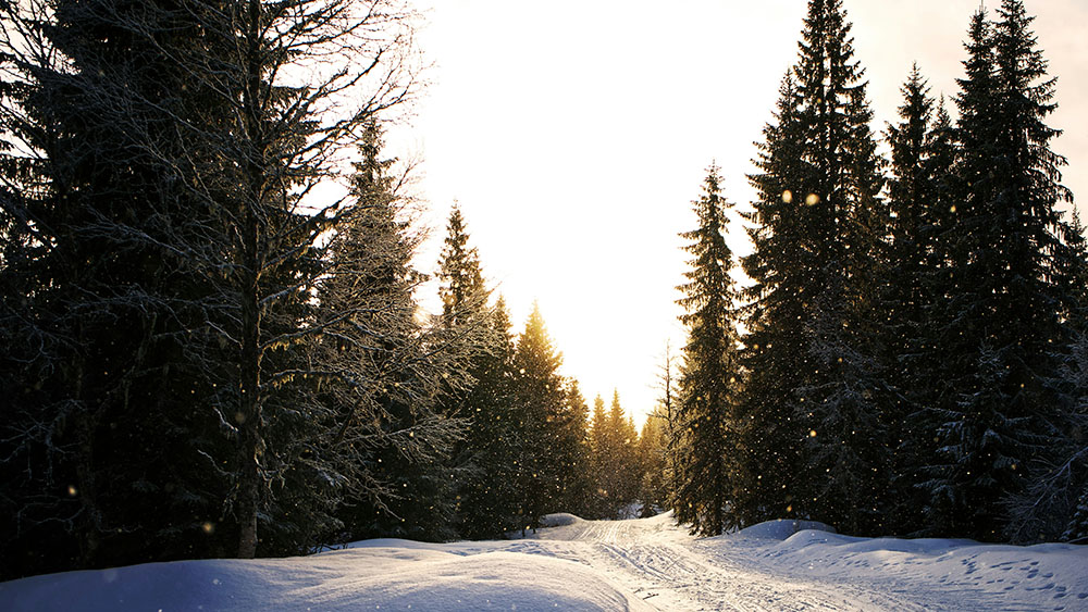 Evergreen trees in winter