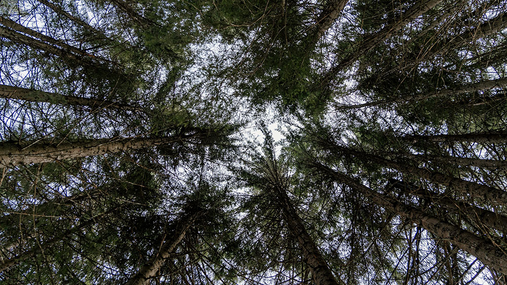 SEO vs. AI Ranking: How to Win in the New Search Landscape