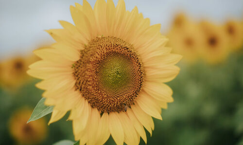 Big yellow sunflower