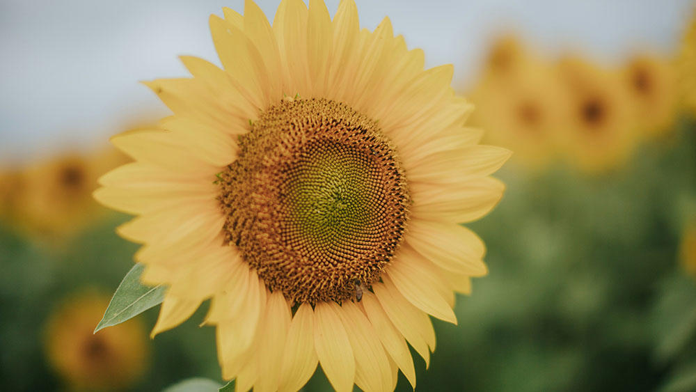 Big yellow sunflower